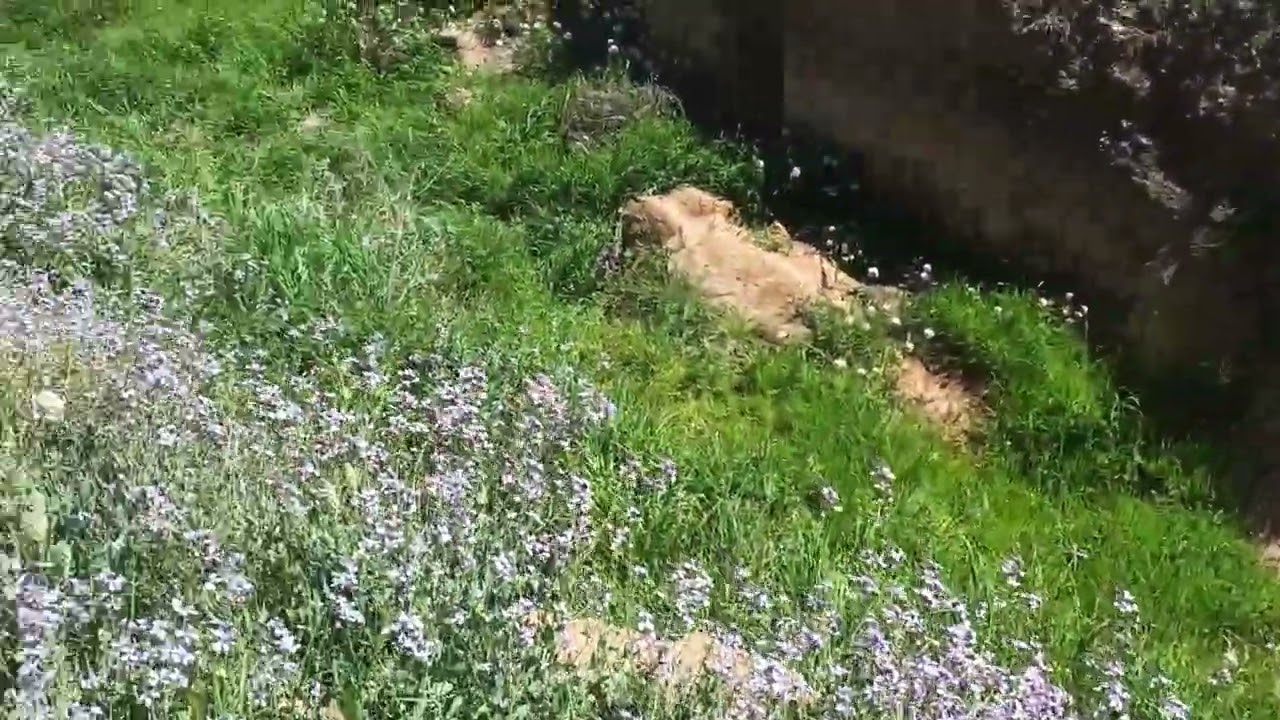 شاهد كثرة الازهار و تنوعها هذه السنة فائدة كبيرة للنحل المكان جنوب ولاية سطي?