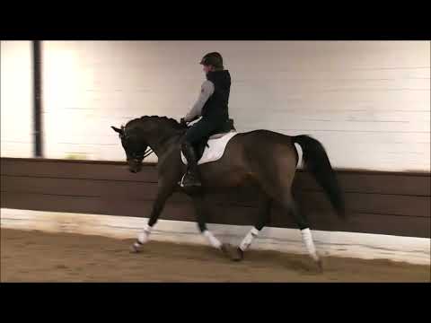 DAVINA 6j. v. Diarado' s Boy - Drosselklang II  VB 12.000,- Euro