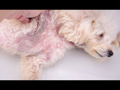 3 Dog Yeast Infection Home Remedies and Treatments (2022)
