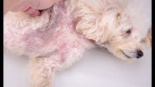 3 Dog Yeast Infection Home Remedies and Treatments (2022)