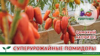 Томат Пурпурная свеча: описание сорта, характеристики, посадка и выращивание, болезни и вредители, отзывы