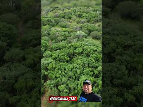 Boi salgadinho da Faz Coxo Alto em Fazenda Nova-PE #pegadeboinomato #cavalo #djibrasil