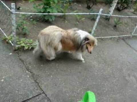 A GYILKOS LOCSOLÓKANNA! The killer is a watering pot! Be AFRAID of the can :)