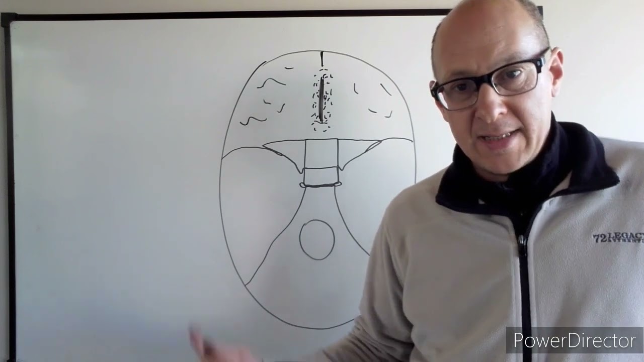 Teórico N° 28 d Inervación de cabeza y cuello par craneal V Dr  Luciano Esborrat