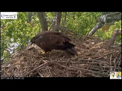 Trio Nest - Fledgling Returns to Nest Post Fledge - June 3, 2017
