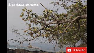 Download lagu Suara Tikus Curut GACOR Speed Rapet AMPUH Untuk MASTERAN BURUNG KICAU mp3