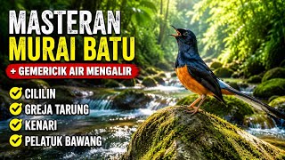 Download lagu Masteran Murai Batu   Suara GEMERICIK AIR MENGALIR Untuk Theraphy Stres Pada Burung Malas Jadi Gacor mp3