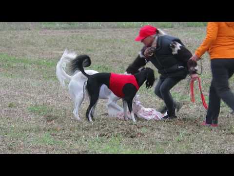 Tazillah Amra Tahiya & El Hamrah Nadir