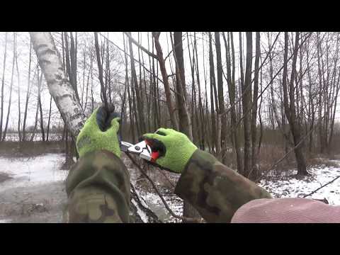 Miniatura filmu Youtube - Cięcie śliwy Renklody