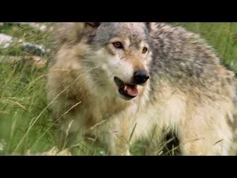 Europas letzte Nomaden