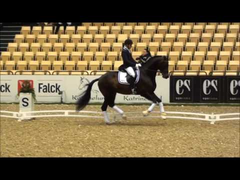 Franklin (Ampere x Ferro) stallion show Herning 2016