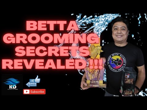 BETTA GROOMING TIPS REVEALED...!!!