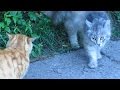 Cats Meeting On The Street And Limping Stray Dog