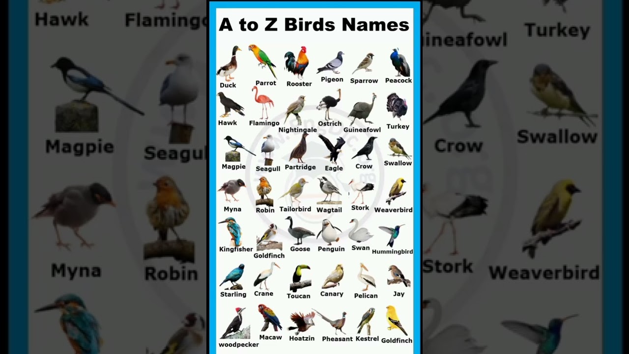 A to Z Birds names