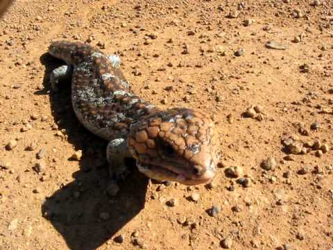 Lagartija lengua azul