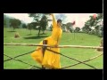 Dil Yeh Kehta Hai Full Song Saazish Mithun Chakraborty Pooja Batra Mp4