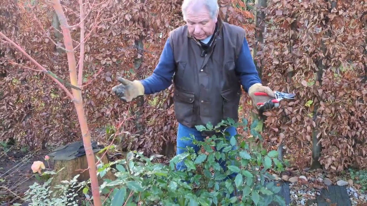 How can I stop my roses suffering from wind-rock?