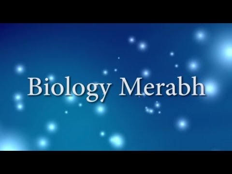 Merabh to Integrate the Light Body - with Adamus Saint-Germain channeled by Geoffrey Hoppe