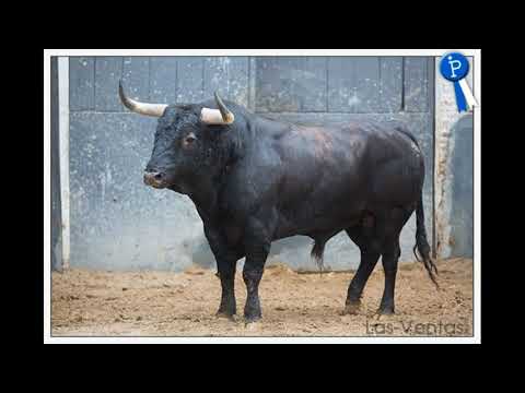 Corrida de Touros estreia