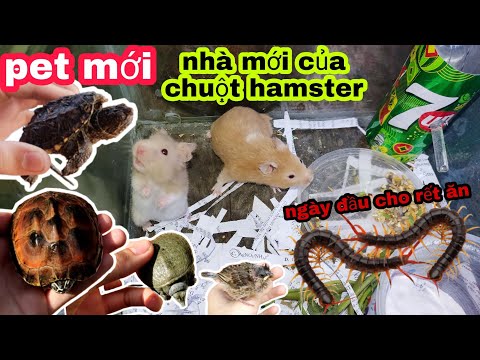 Pet mới, rùa common, nhà mới cho chuột hamster và lần đầu cho rết KHỔNG LỒ ăn sâu, tắm rùa / Bảo pet