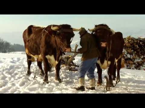 Koloman Prem holt mit seinem Ochsengespann Brennholz aus dem Wald