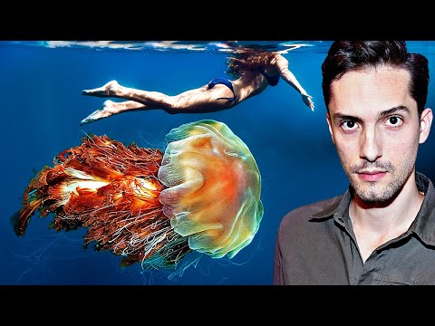 Riesen-Quallen vor Deutschlands Küsten! Droht Gefahr?