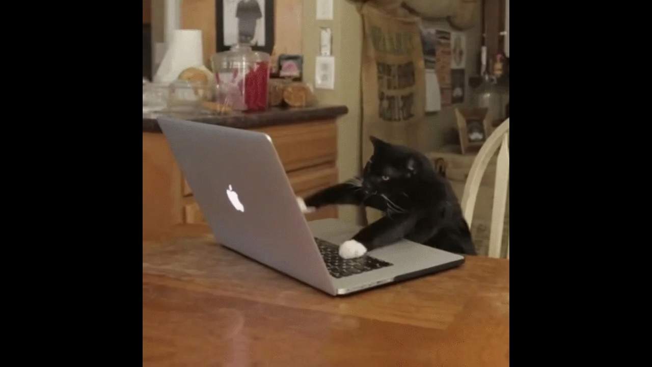 Some Cat GIFs! (on the internet)