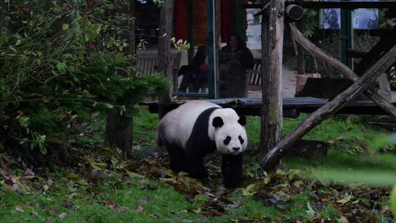 صورة بعنوان: maxresdefault