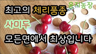중생종 사미두 자료~윤지아빠가 가장 추천하는 품종 이랍니다