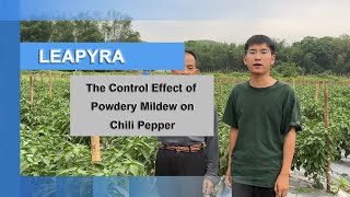Effective Powdery Mildew Control in Chili Peppers with Leapyra
