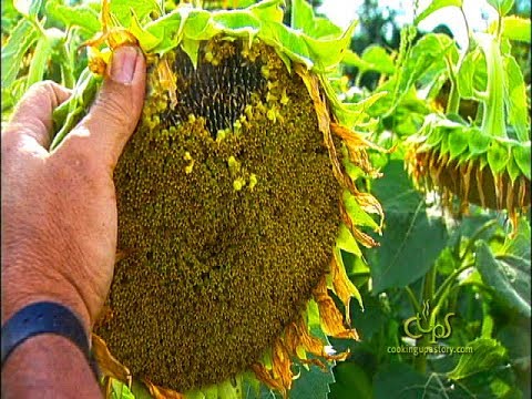 Energy Independence On the Farm  - Biodiesel Fuel Production