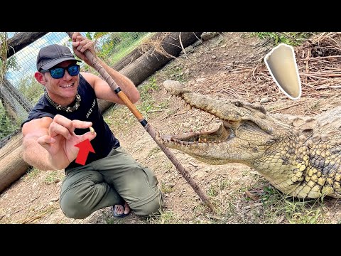 Hand pulling a tooth out of a MASSIVE Nile Crocodile!