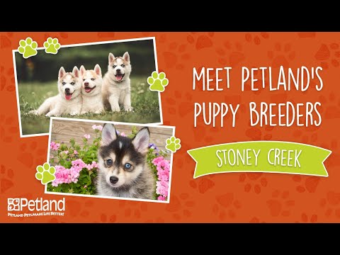 Petland Breeder Vlog Stoney Creek Kennel