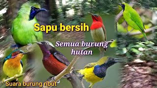 Download lagu SUARA PIKAT BURUNG RIBUT JITU SAPU BERSIH SEMUA BU... mp3