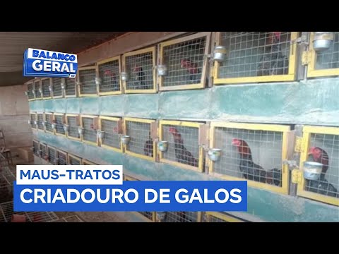 Casa usada como criadouro de galos para rinhas é descoberta em Itaguari (GO)
