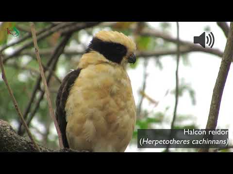 Halcón Reidor (Herpetotheres cachinnans) (vocalización) - Guayaquil, Ecuador