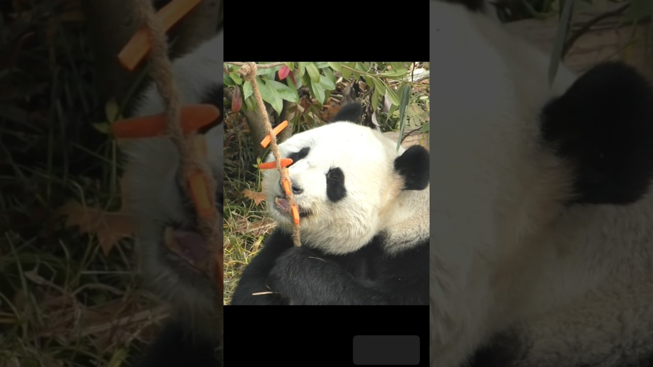 桃浜🍑にんじんゲッチュー🥕2025.12.5