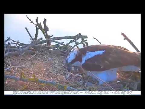 Difficult glimpses of Hatch #2 for Maya & B33 ~ ©Rutlland Osprey Project