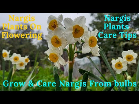 Grow Nargis Flower From Bulbs In Pakistan | Nargis Flower Care Tips | Rare Garden | Urdu/हिंदी |