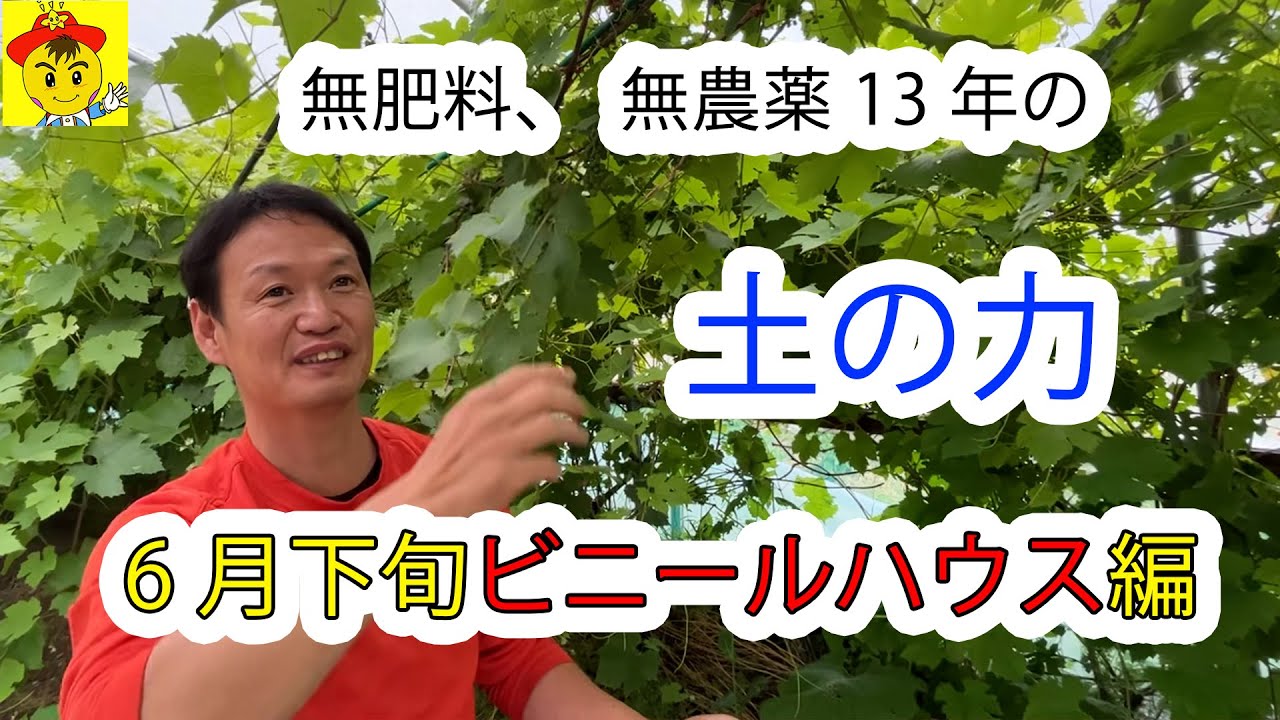 6月下旬ポリトンネルの自然栽培レポート｜13年連作トマトと剪定しない果樹の姿