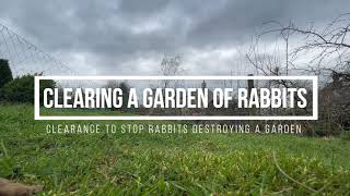 Clearing Rabbits From A Garden