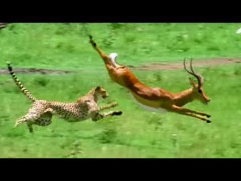 Triumph of the Herbivores | Prey Escapes Predator | Life of Mammals | BBC Earth