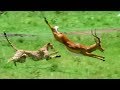 Triumph Of The Herbivores Prey Escapes Predator Life Of Mammals BBC Earth