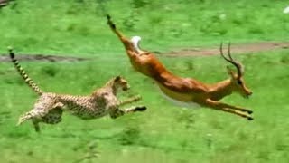 Triumph of the Herbivores | Prey Escapes Predator | Life of Mammals | BBC Earth