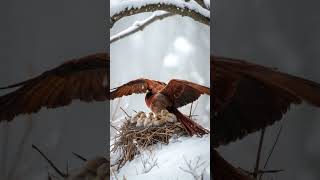 mother bird uses wings to protect  baby from the snow #mother  #birds  #snow   #trending  #shorts
