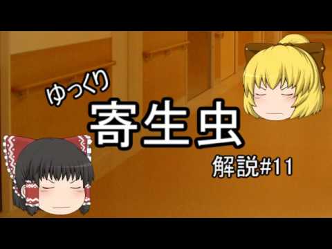 リンゲリ吸虫について詳しく解説