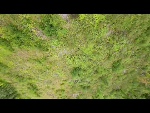 Rumble in the Jungle brought to you by #neverdisarm