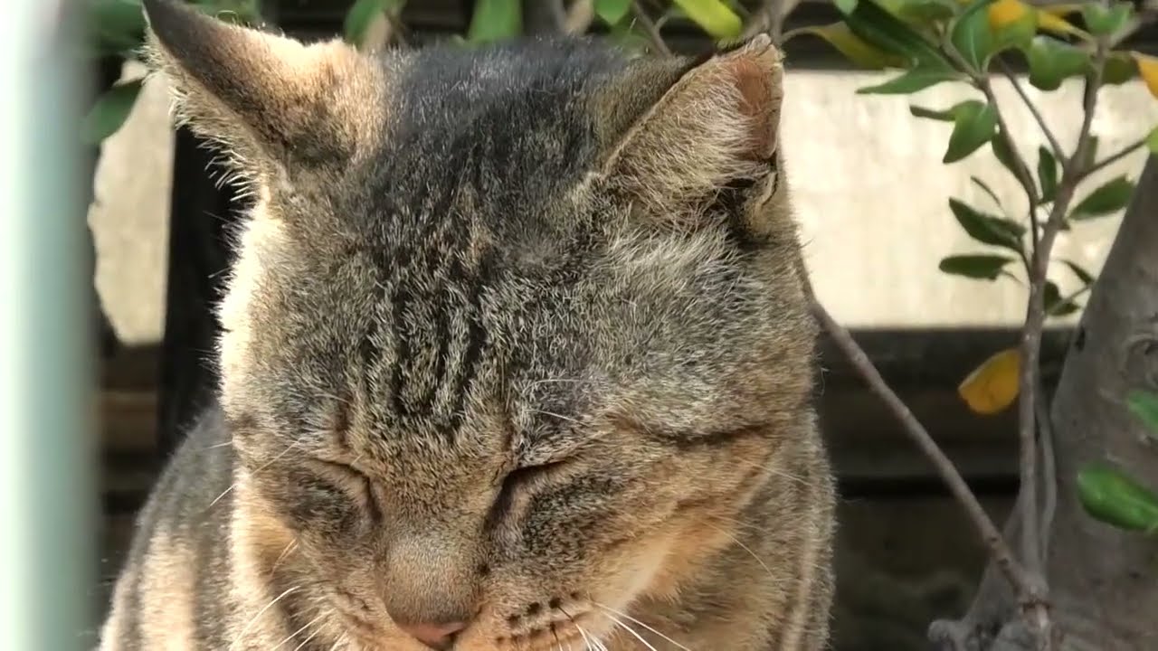 船上海岸地域猫松吉洋子2026 4 1a