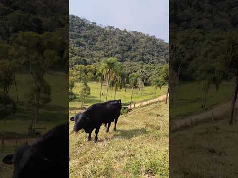 Sítio em Bocaiúva do Sul Paraná 14,4 alqueires R$530 mil 41997779319