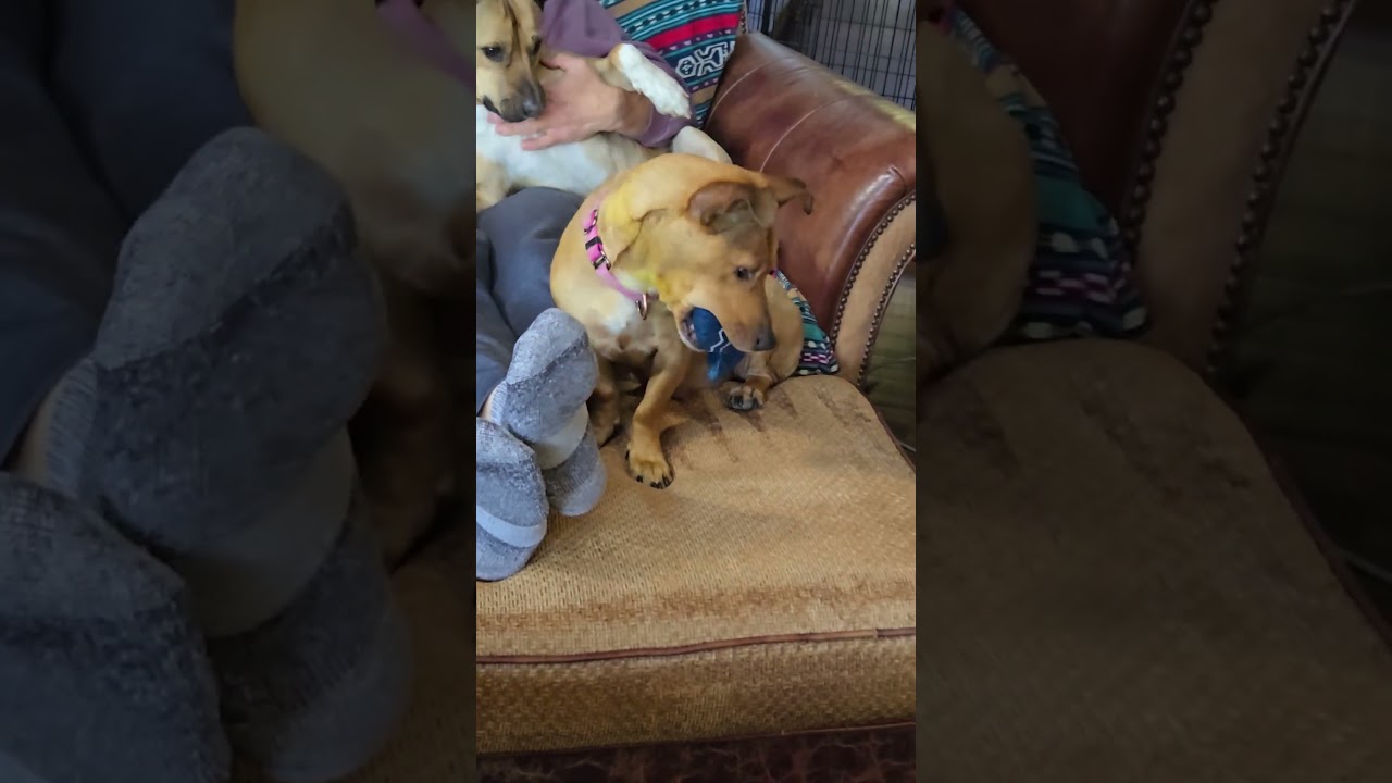 Misty, a Adoptable mixed breed in Evergreen, CO video 2/6